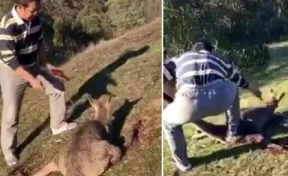 Антиквар из Китая зарезал кенгуру и опубликовал видео в соцсети