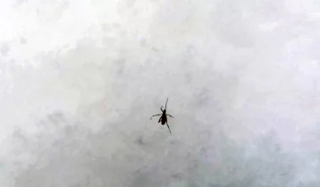 Фото: «Наверное, шёл искупаться»: в Кузбассе прогулку необычного насекомого по снегу сняли на видео 1