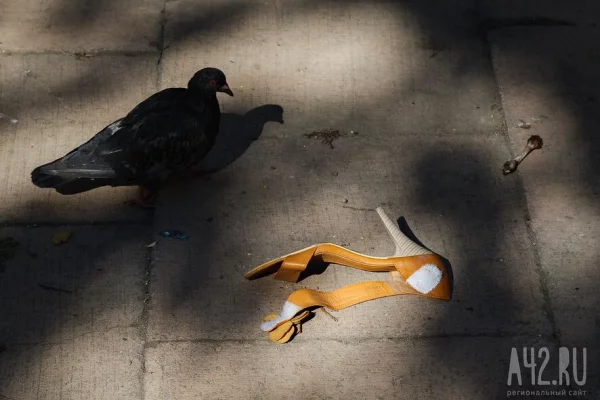 Юрист назвала сумму штрафа за сбитого голубя