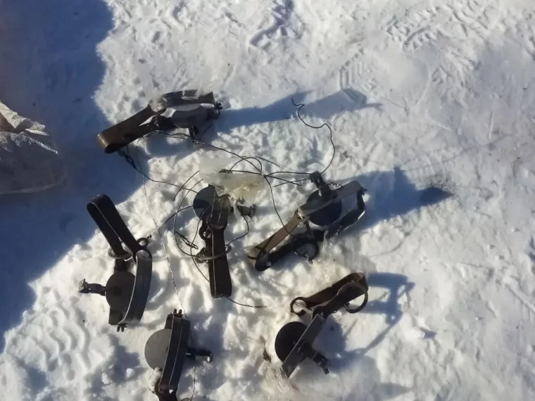 Фото: В Кузбассе охотника накажут за отлов соболей капканами 2