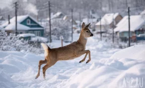 В Кемерове водитель сбил косулю и скрылся