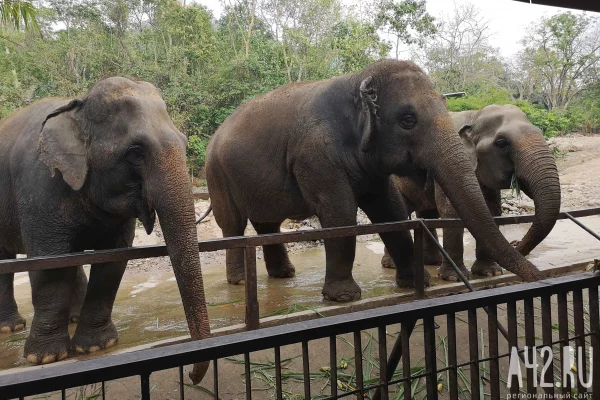 SHOT: на Шри-Ланке слон напал на микроавтобус с российскими туристами 