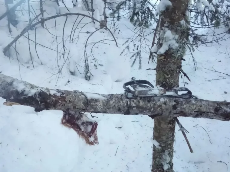 Фото: В Кузбассе охотника накажут за отлов соболей капканами 3
