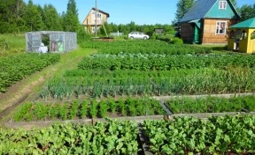 В кузбасских садоводческих обществах повысят безопасность электроснабжения
