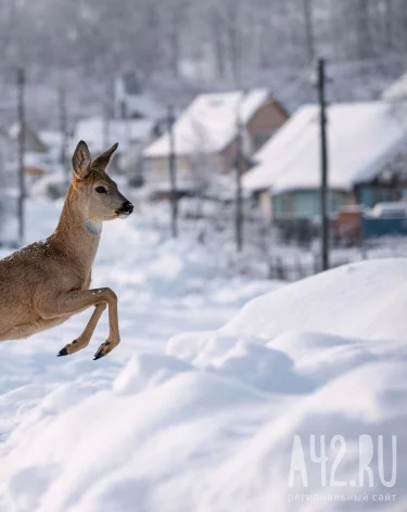 Фото: сгенерировано ChatGPT по запросу А42.RU