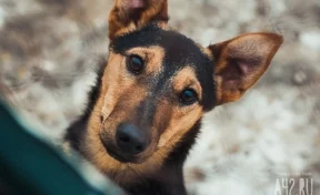 Соцсети: в Кемерове крупная домашняя собака напала на прохожую