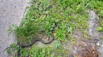 Фото: Новокузнечанку напугала змея во дворе дома 1