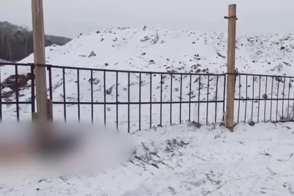 В Братске на свалке обнаружили тело мужчины со следами собачьих укусов
