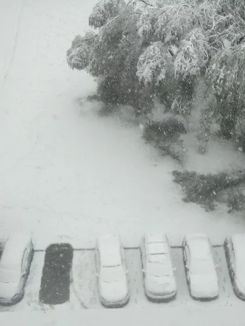 Фото: «А на улице зима!»: кемеровчане делятся в соцсетях фотографиями первого снега  4