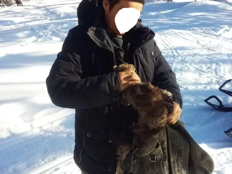 Фото: В Кузбассе охотника накажут за отлов соболей капканами 4