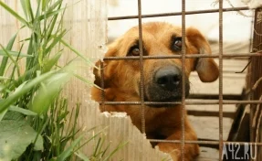 В Ростовской области ветеринар замучил до смерти более 170 собак
