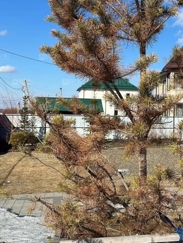 Фото: У кемеровчанина засохли элитные деревья за 500 тысяч рублей после гербицидов из популярного гипермаркета 1