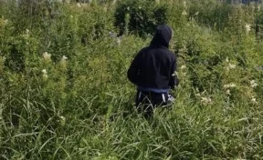 В Кузбассе три подростка заблудились в лесу