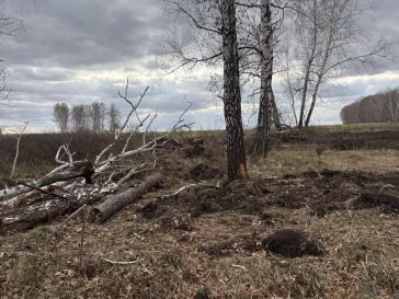 Фото: В Юрге местный фермер попался на вырубке 11 берёз: возбуждено дело 3