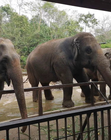 Восемь слонов погибли при столкновении с поездом в Индии