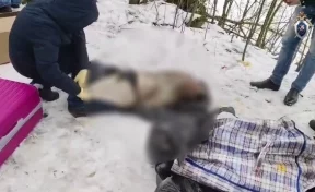Два чемодана с человеческими останками обнаружили в Санкт-Петербурге