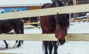 На въезде в Кемерово задержали 40 лошадей без документов. Их везли в Казахстан