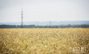 В Кемеровском округе за 2025 год намолотили 77,8 тысячи тонн зерна