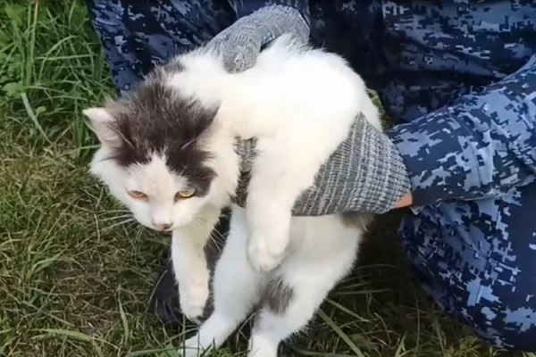 В Нижегородской области кот пытался пронести наркотики в колонию