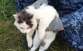 В Нижегородской области кот пытался пронести наркотики в колонию