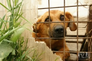 Фото: В Ростовской области ветеринар замучил до смерти более 170 собак 1