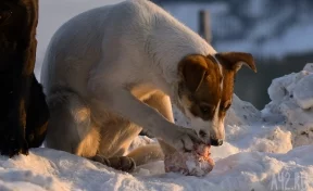 В Кузбассе собаки застряли на острове посреди реки 
