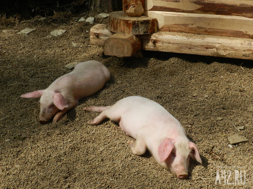 Убить бескровно, хлев сжечь: как в Кузбассе борются с африканской чумой свиней