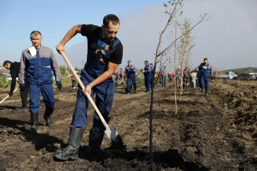Фото: УК «Кузбассразрезуголь» высадила лесозащитную полосу рядом с посёлком Бачатский 3