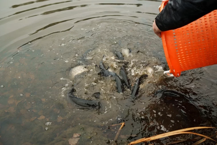 Фото: УК «Кузбассразрезуголь» провела зарыбление верховьев Томи для очистки рек 1