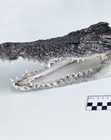 Фото: <a href=https://t.me/customs_rf/10979>ФТС России</a> / Telegram