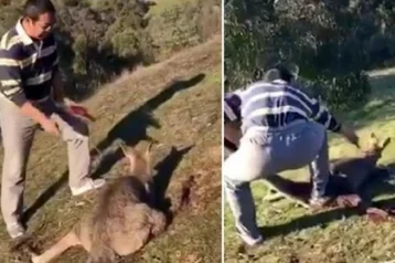 Фото: Антиквар из Китая зарезал кенгуру и опубликовал видео в соцсети 1
