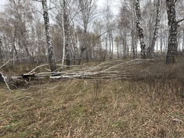 Фото: В Юрге местный фермер попался на вырубке 11 берёз: возбуждено дело 4