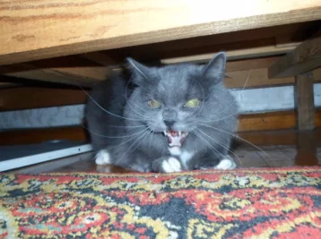 Фото: Для ваших спиногрызов: россиянин сдаёт в аренду кота, излучающего ненависть 1
