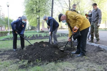 Фото: В Кемерове высадили новые липы на Аллее Героев 3
