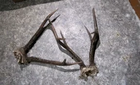 В Кузбассе с поличным задержали браконьеров, застреливших двух косуль