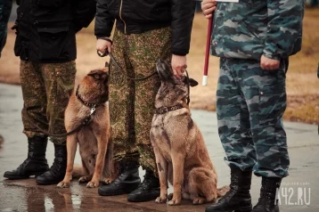 Фото: В Кузбассе похитителей бытовой техники задержала служебная собака 1