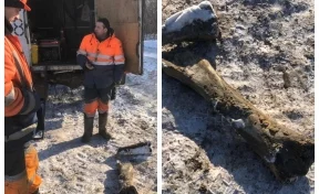 В Кемерове на Притомском проспекте нашли кости мамонта