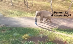 Кемеровчане испугались «сбежавших» из цирка слонов