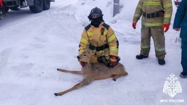 Фото: В Кузбассе пожарные спасли косулю, застрявшую в заборе 2