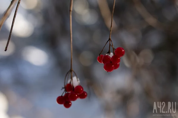Суд обязал кузбассовца пересадить рябину на участке из-за тени