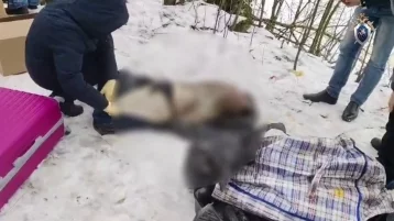 Фото: Два чемодана с человеческими останками обнаружили в Санкт-Петербурге 1