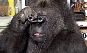 На 47 году умерла владевшая языком жестов горилла