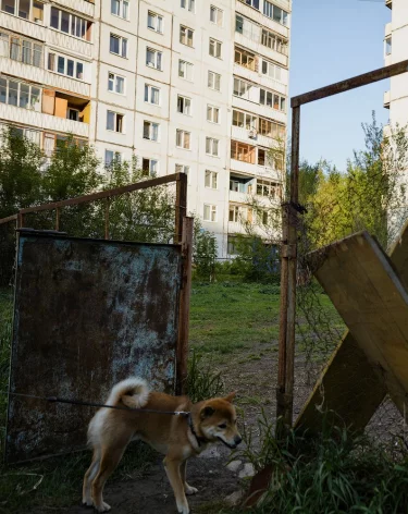 Власти предложили кемеровчанам самим строить площадки для выгула собак