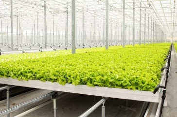 Фото: Производство тепличных овощей в Кузбассе выросло на 32% за последние 5 лет  2