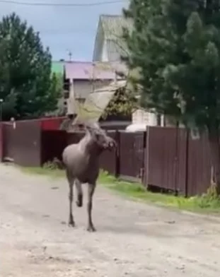 Фото, видео: <a href=https://vk.com/wall-200752967_9348>минлескомплекса и охотхозяйства Кузбасса</a> / «ВКонтакте»