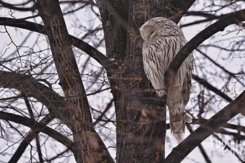 Фото: Кемеровчанин заметил сову в центре города  1
