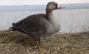 В кузбасском заповеднике спасли раненого дикого гуся