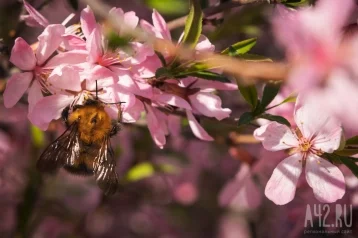 Фото: Без осадков, возможны пожары: кузбасские синоптики дали прогноз погоды на 10 мая 1
