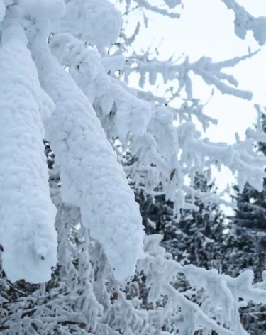 Спасатели нашли пропавшую тургруппу с детьми на Камчатке