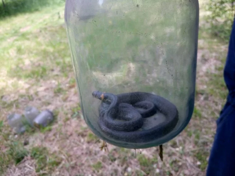 Фото: Новокузнечанку напугала змея во дворе дома 2